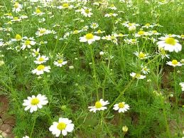 Chamomile plant
